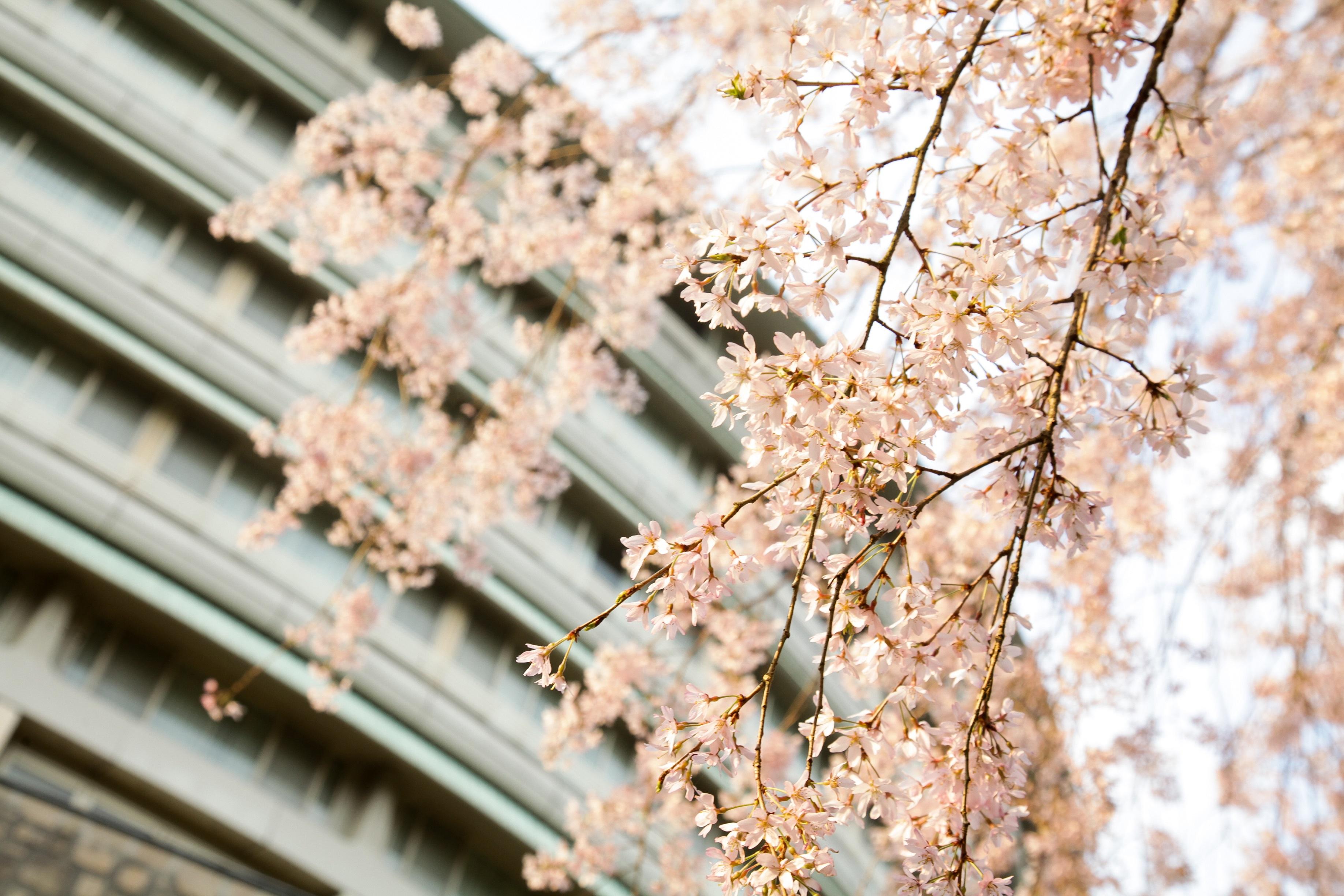 The Prince Kyoto Takaragaike, Autograph Collection Exterior foto